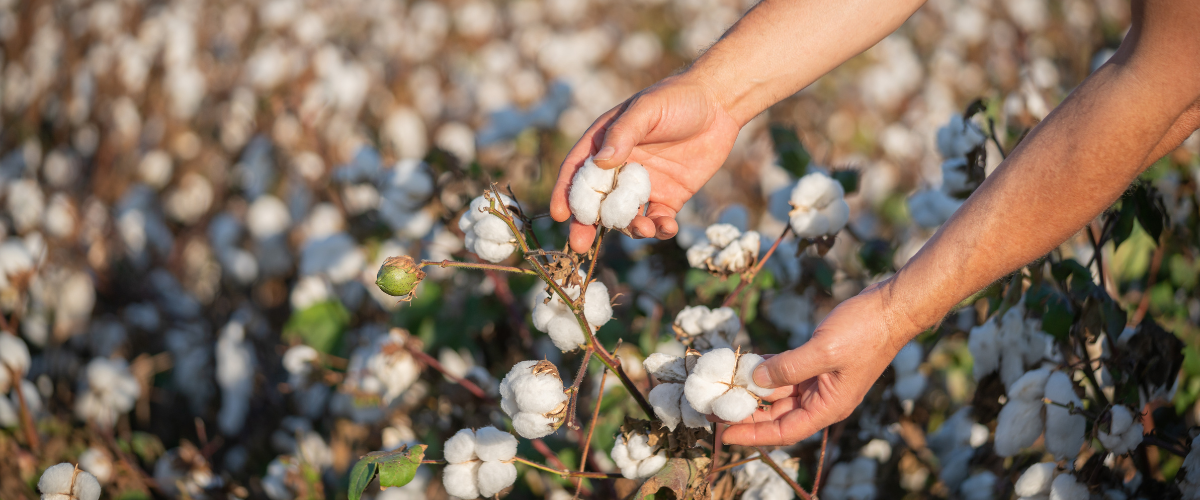 Le coton est la fibre la plus polluante au monde