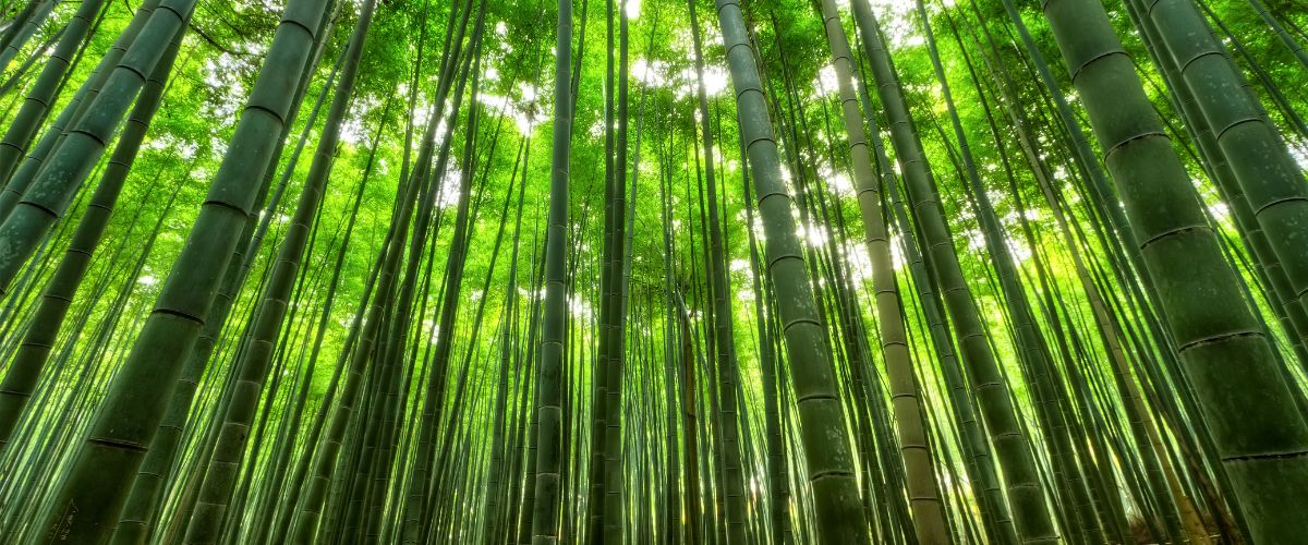 La fibre de bambou est-elle vraiment écologique?