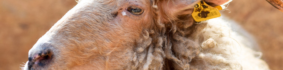 La laine est-elle écologique et éthique?